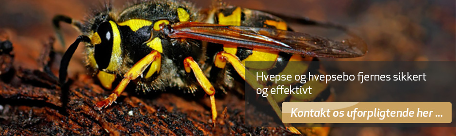 Hvepse - bekæmpelse af hvepse og fjernelse af hvepsebo