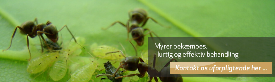 Myrer - effektiv bekæmpelse af myrer