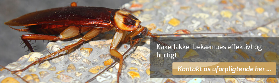 Kakerlakker - bekæmpelse af kakerlakker