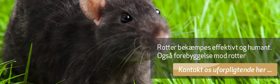 Rotter - bekæmpelse af rotter