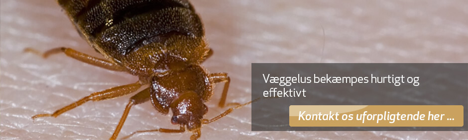 ✅ Væggelus | Effektiv bekæmpelse af væggelus